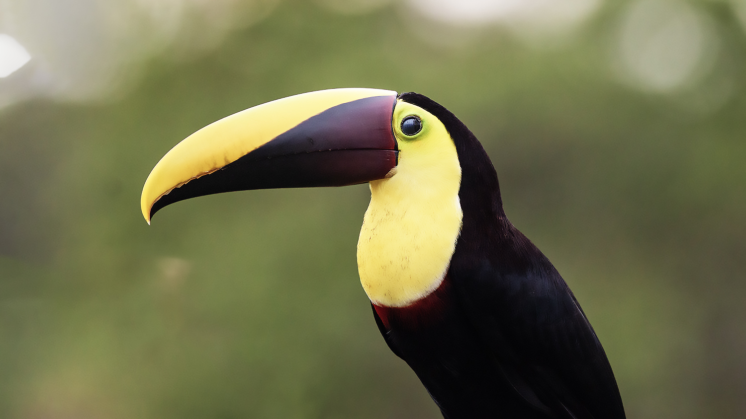 Yellow-throated Toucan